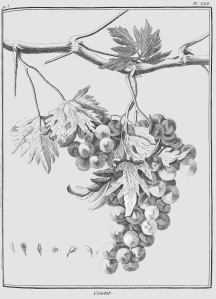 Rozier_-_Cours_d_agriculture,_tome_10,_pl._22