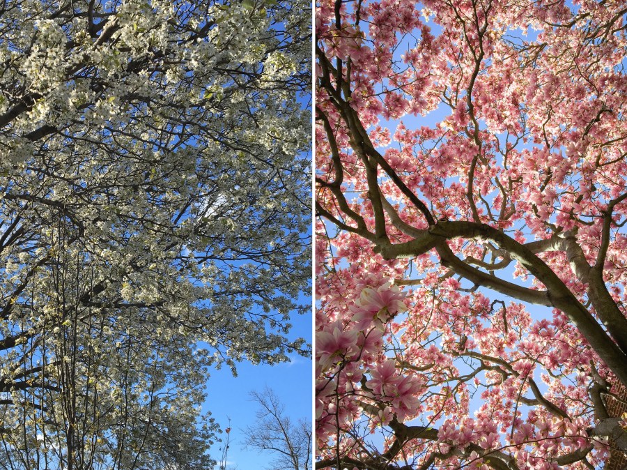 spring.jpg